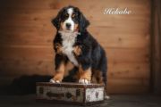 Hekabe-web1659696018582