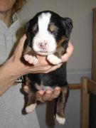 Argento