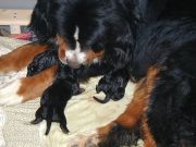 Pup1