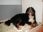 Pup2