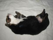 B-Pups11