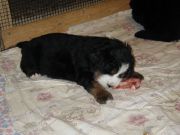 B-Pups2