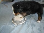 B-pups12