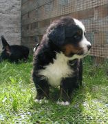 B-pups18-crop