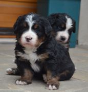 Twins1