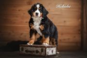 Hekabe-web1659696018582