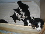 B-pups1