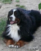 Monti2