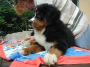 Pup3