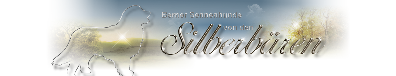 Berner Sennenhunde von den Silberbären